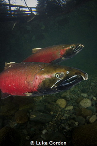 Two male Coho Salmon make their way upstream for one of t... by Luke Gordon 
